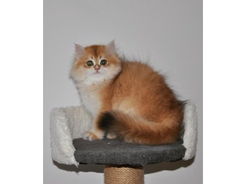 3 aylık golden british longhair ny12 yavru