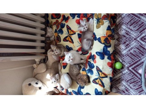 British shorthair (british golden) yavrular