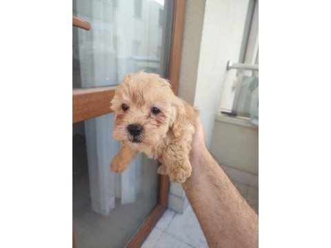 Yavru maltipoo