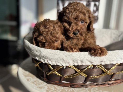 Petmode köpek çiftliğşnden tea cup kore poodle yavrular