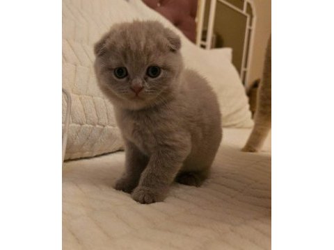 Scottish fold minikler