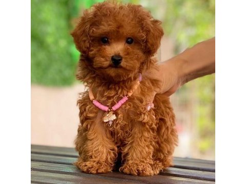 Show kalite teacup wc eğitimli maltipoo yavrularımız