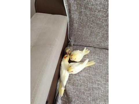 4 adet yavru sultan papağanı
