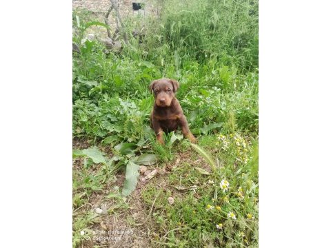 Doberman yavrularımız aşılı kimlikli teslim