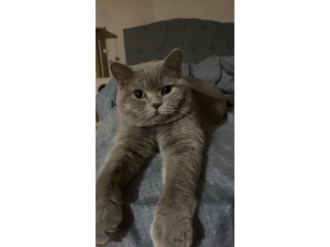 Erkek british shorthair kedimize dişi eş arıyoruz