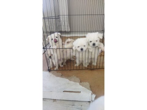 Maltese terrier 50 günlük