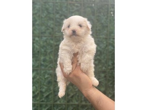Maltipoo köpeği yavrularım