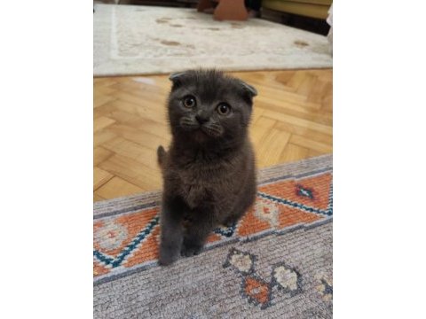 21 şubat 2024 doğumlu safkan scottish fold yavrumuz