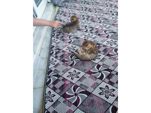 3 adet erkek yavru kedimizin tuvalet eğitimi tamamlandı
