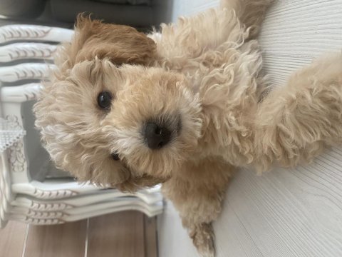 4 aylık f1 maltipoo