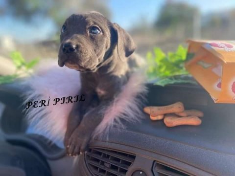 Cane corso blue yavrular