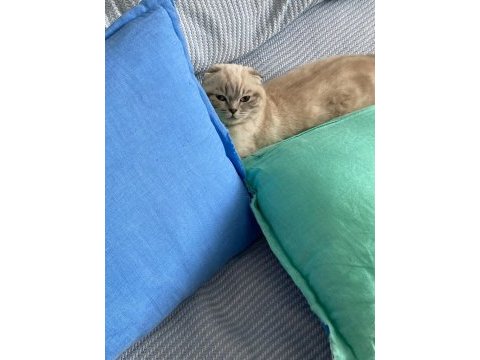 Scottısh blue poınt