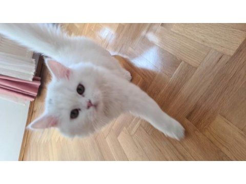 Güzel british longhair kızımız