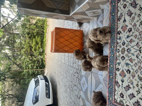 Toy poodle ve maltipoo bebekler