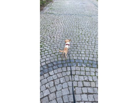 Şivava oğluma yuva arıyorum