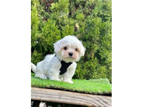 Maltese terrier yavrularımız dişi ve erkek