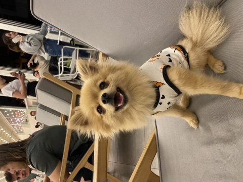 Yeni yuvasını arayan pomeranian