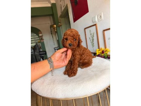 Görüntülü aramaya açık toy poodle yavrum