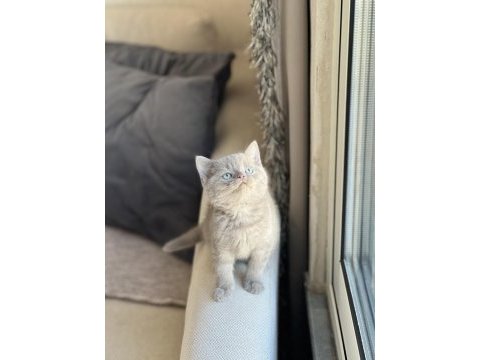 Lilac teslime hazır british shorthair yavrum