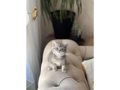 Sevimli surat british shorthair yavrum