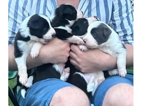 Yakışıklı border collie yavruları