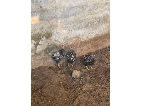 Silver wyondet