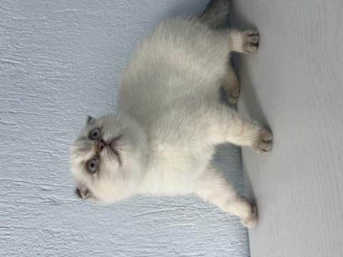 Güzeller güzeli kedimiz
