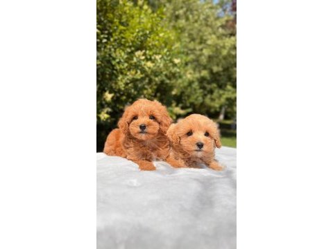 A kalite maltipoo yavrularımız