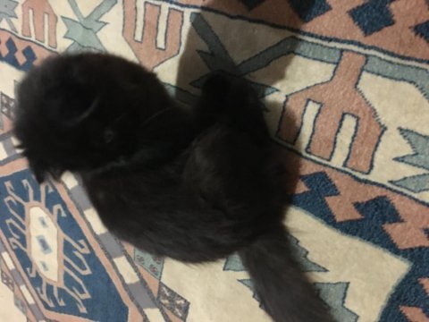 4 aylık dişi scottish fold