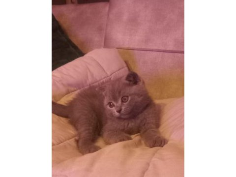 2 aylık yavru erkek çok oyuncu bebiş