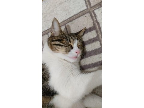 1 yaşında kısır tekir