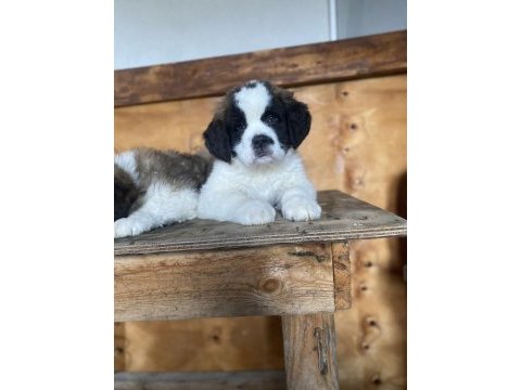 Üst düzey saint bernard yavrular