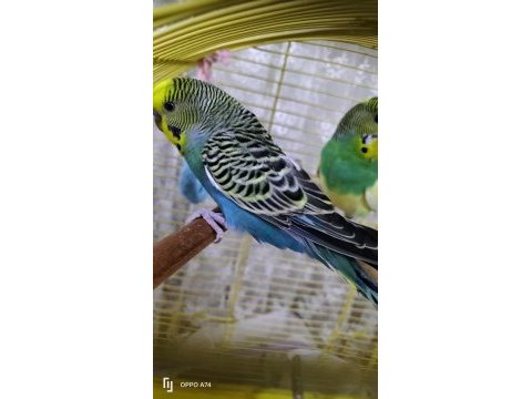 7 muhabbet kuşu papağan ile takas olur