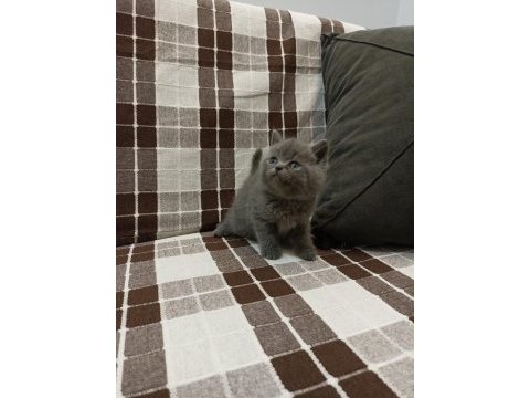 Gri koca kafalı yavru british shorthair