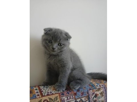 Scottish fold kedisi 2 aylık