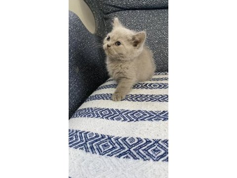 4 tatlı kardeş kediler