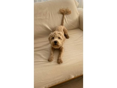 1 yaşında maltipoo acil sahiplendirilecek