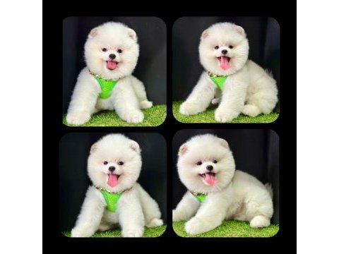 Pomeranian 2,5 aylık köpeğimiz