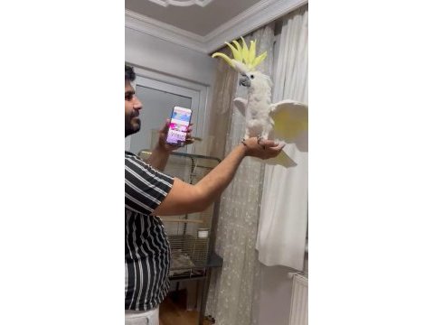 Böylesi yok kakadu papağanı