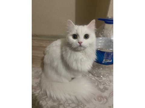 Ömürlük yuva arayan 2 british longhair