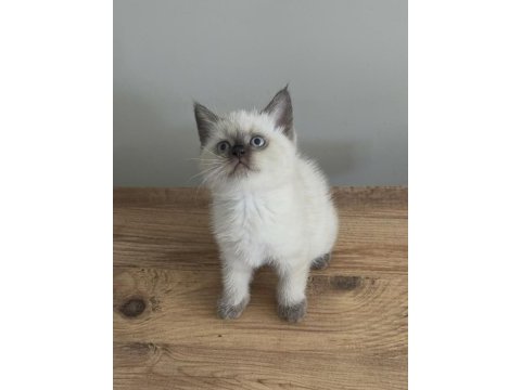 British shorthair bebek