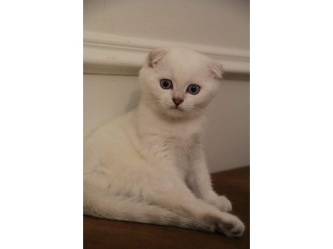 Scottish fold özel cins yavruya yuva arıyoruz