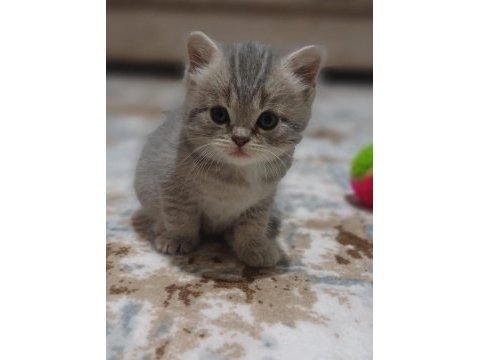 Minnoş kedimiz yeni ailesini arıyor