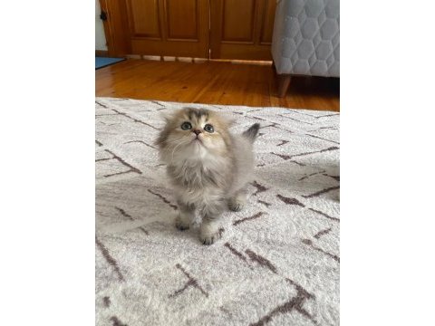 Scottish fold yavrularım yeni yuvasını arıyor