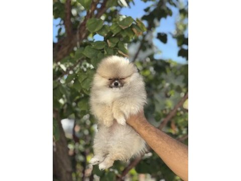 Orjinal ayı suratlı pomeranian boo yavruları