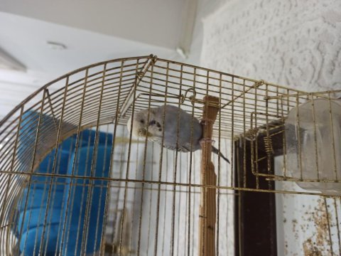 Tecrübeli kızgın dişi muhabbet kuşu