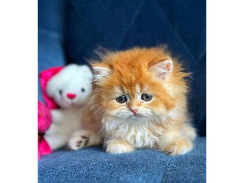 Show kalite british longhair golden yavrular