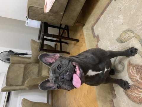 1 yaşında blue dişi french bulldog sahiplendirilecek