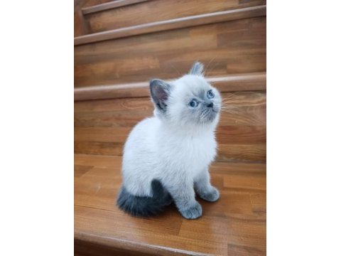 Erkek blue point cinsi erkek 3.5 aylık british shorthair