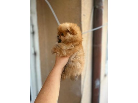 Sağlık ve ırk garantili pomeranian bebeklerimiz